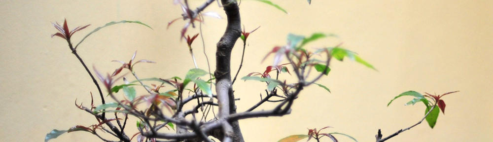 Kwiaty na każdą okazję